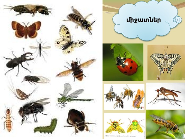 միջատներ
