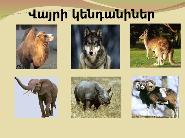 Վ այրի կենդանիներ