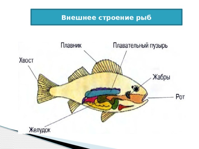 Внутреннее строение рыбы схема для детей