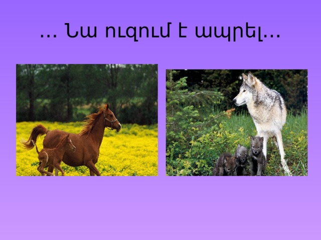 … Նա ուզում է ապրել… 