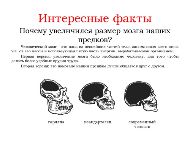 Объем головного мозга наибольшее. Объем мозга предшественников человека. Объем мозга предков человека. Причины увеличения мозга у предков людей. Полезный объем мозга.