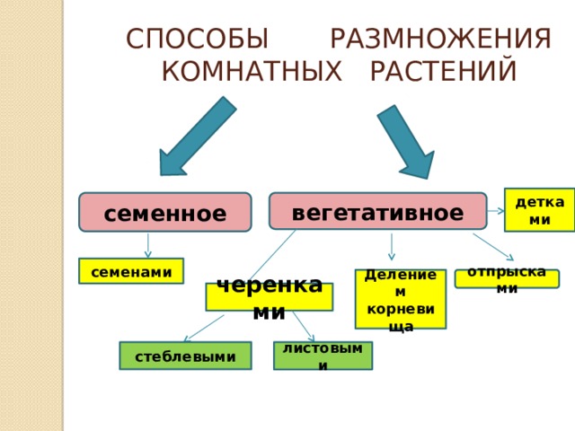 Размножение комнатных растений презентация