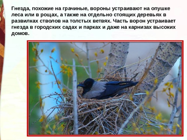 Гнезда, похожие на грачиные, вороны устраивают на опушке леса или в рощах, а также на отдельно стоящих деревьях в развилках стволов на толстых ветвях. Часть ворон устраивает гнезда в городских садах и парках и даже на карнизах высоких домов. 