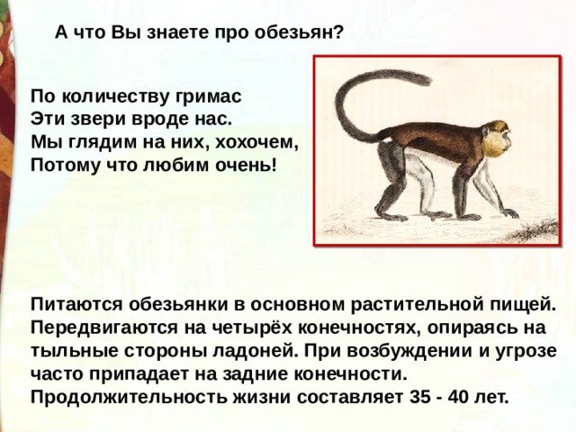 А что Вы знаете про обезьян? По количеству гримас Эти звери вроде нас. Мы глядим на них, хохочем, Потому что любим очень! Питаются обезьянки в основном растительной пищей. Передвигаются на четырёх конечностях, опираясь на тыльные стороны ладоней. При возбуждении и угрозе часто припадает на задние конечности. Продолжительность жизни составляет 35 - 40 лет. 