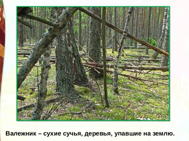 Валежник – сухие сучья, деревья, упавшие на землю. 