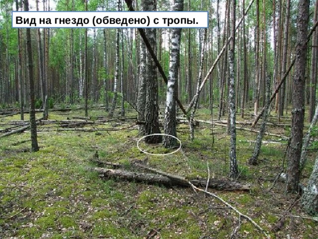 Вид на гнездо (обведено) с тропы.  