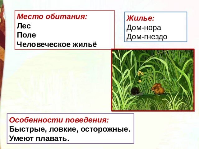 Как мышонок попал в мореплаватели презентация