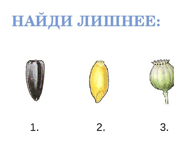 Рассмотрите изображенные на рисунке плоды растений назовите их установите соответствие между