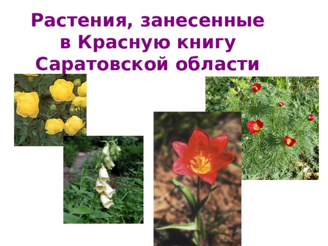 Растения, занесенные в Красную книгу Саратовской области 