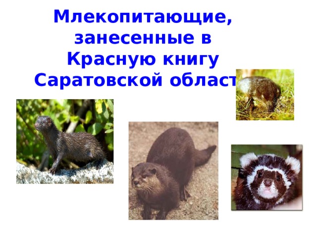 Млекопитающие, занесенные в Красную книгу Саратовской области 