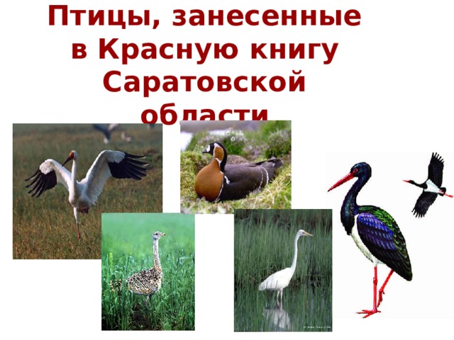 Птицы, занесенные в Красную книгу Саратовской области 