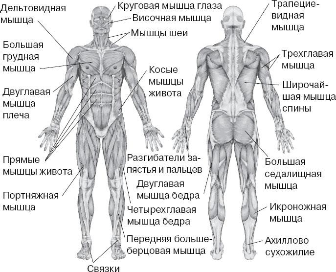 Карта мышц тела