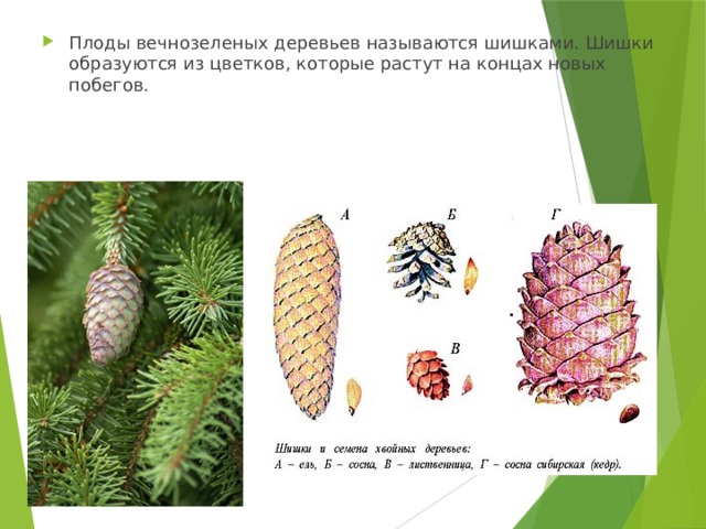 На рисунке изображена ветка ели с шишками рассмотри рисунок и заполни таблицу мужская шишка женская