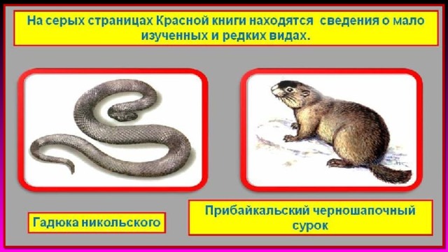 Серые страницы красной книги примеры растений