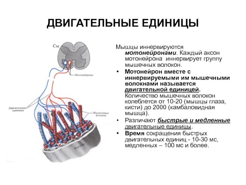 Схема двигательная единица
