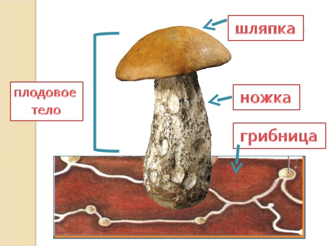 Грибы егэ картинки