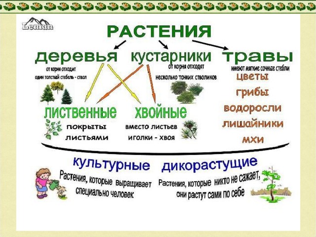 Какие есть три группы растений. Виды растений окружающий мир третий класс. Виды растений 3 класс окружающий. Окружающий мир тема растения. Виды растений 3 класс.