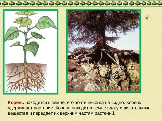 Располагать корень. Корни в почве. Корни растений в земле. Питательные вещества корня. Корневище в земле.