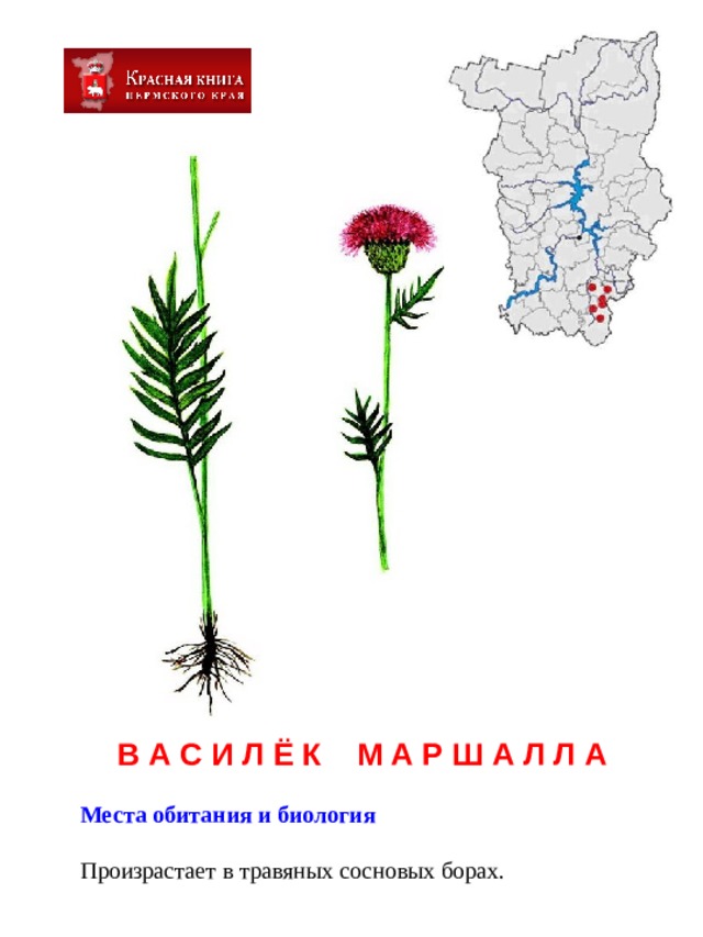 В А С И Л Ё К М А Р Ш А Л Л А  Места обитания и биология  Произрастает в травяных сосновых борах. 