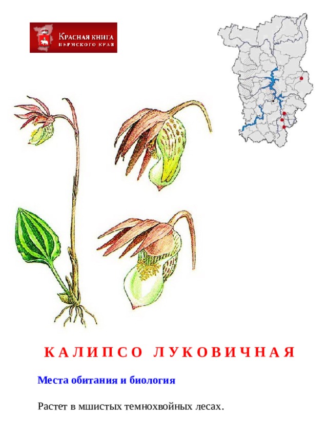 Растения занесенные в красную рисунок. Растения красной книги с описанием. Растения красной книги России. Растения из красной книги презентация. Растения Прикамья занесенные в красную книгу.