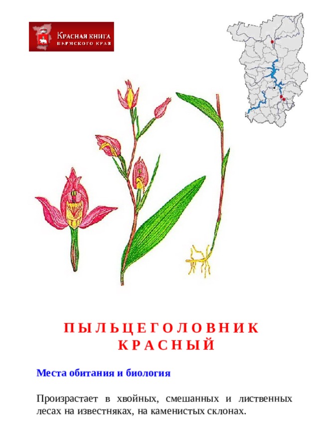 Красная книга растения в картинках для детей