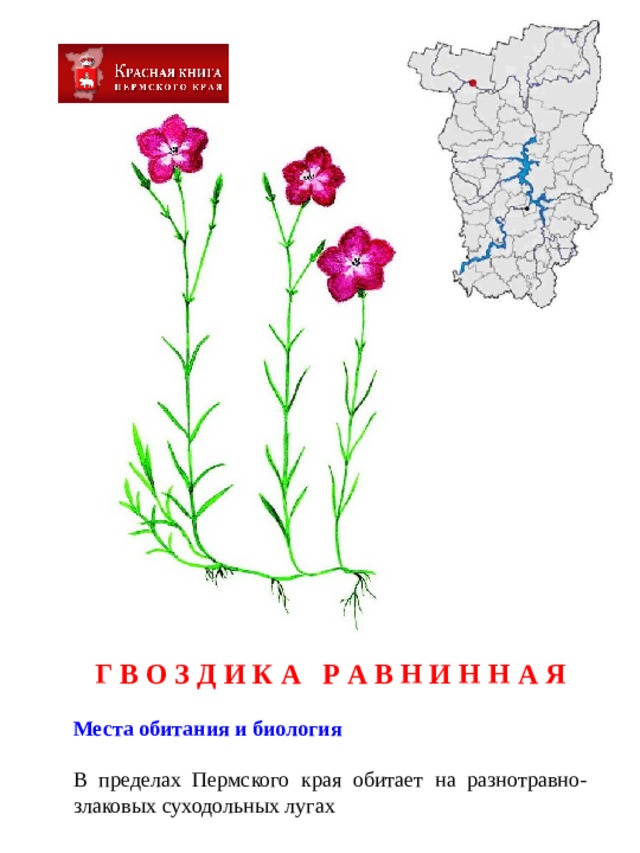 Г В О З Д И К А Р А В Н И Н Н А Я  Места обитания и биология  В пределах Пермского края обитает на разнотравно-злаковых суходольных лугах  