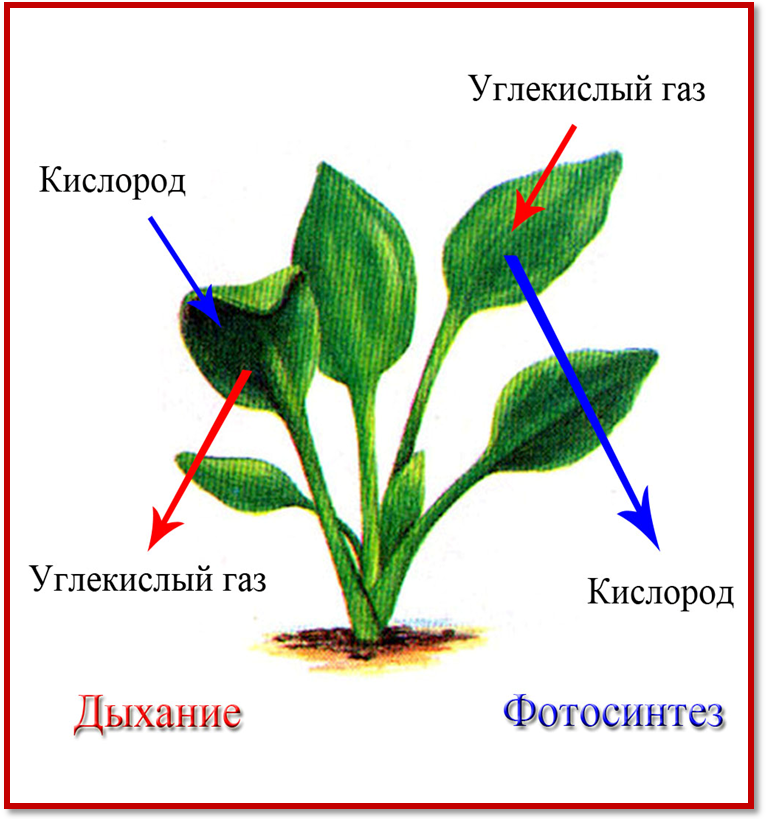 Растения на свету поглощают кислород или нет. Растения выделяют углекислый ГАЗ. Дыхание растений. Выделение кислорода растениями. Дыхательные органы растений.