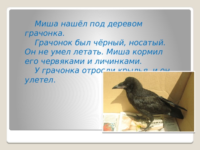  Миша нашёл под деревом грачонка.  Грачонок был чёрный, носатый. Он не умел летать. Миша кормил его червяками и личинками.  У грачонка отросли крылья, и он улетел . «и он улетел» появилось отдельно хвостом. Тоже надо подправлять.  