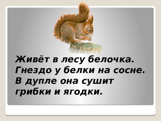 Живёт в лесу белочка. Гнездо у белки на сосне. В дупле она сушит грибки и ягодки.   