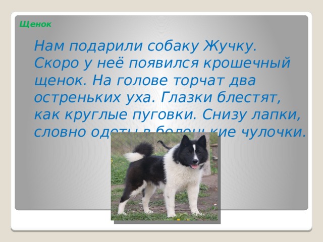  Щенок   Нам подарили собаку Жучку. Скоро у неё появился крошечный щенок. На голове торчат два остреньких уха. Глазки блестят, как круглые пуговки. Снизу лапки, словно одеты в беленькие чулочки. 