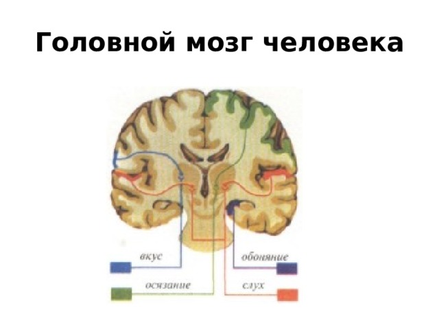 Головной мозг человека 