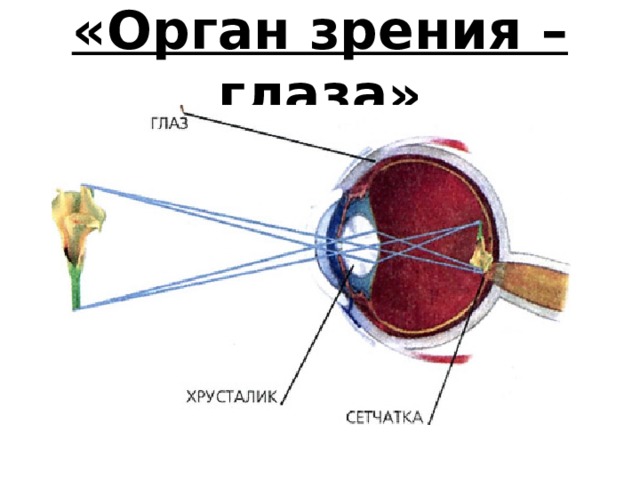  «Орган зрения – глаза»   