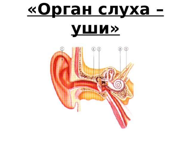  «Орган слуха – уши»   