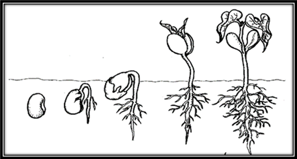 Развитие растения из семени рисунок