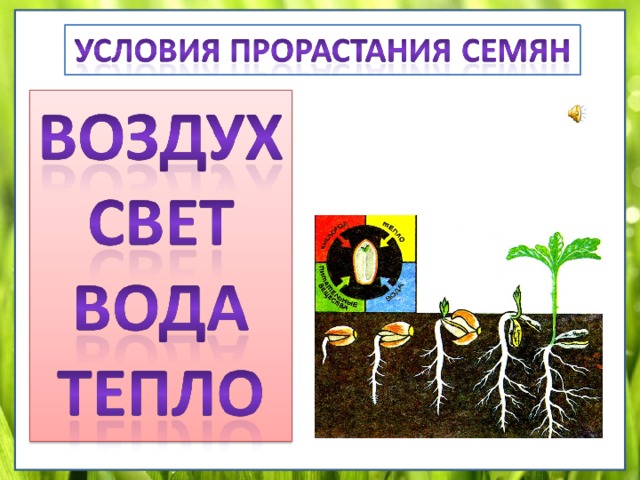 Презентация рост и развитие растений 6 класс. Размножение и развитие растений. Развитие растения из семени. Развитие растений 3 класс. Этапы развития растения из семени.