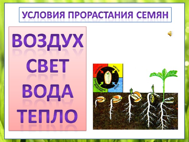 Размножение и развитие растений 3 класс презентация школа россии