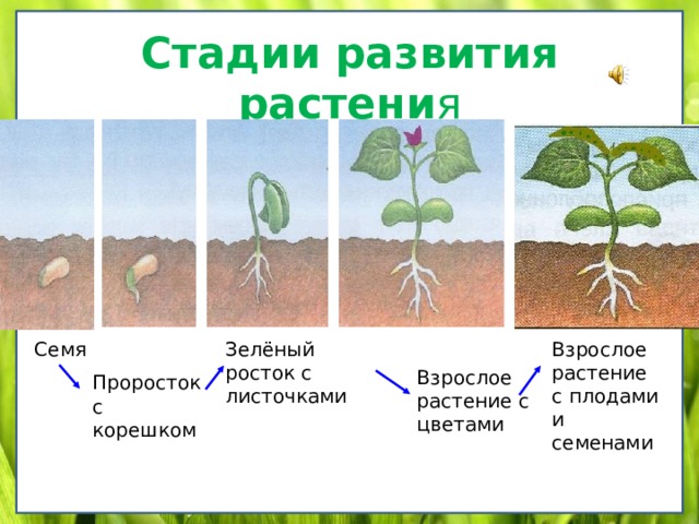 Стадии развития растения картинки для детей