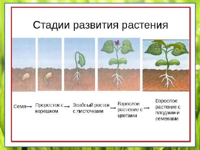 Развитие проростка презентация