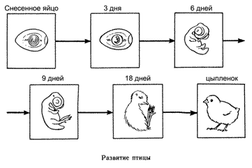 Схема размножения птиц