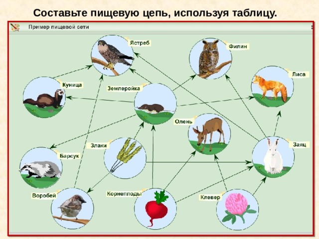 Какую закономерность отображает рисунок пищевую цепь