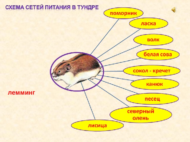 Заполните пустые ячейки на схеме выбрав необходимые слова из приведенного списка степь сосна лемминг