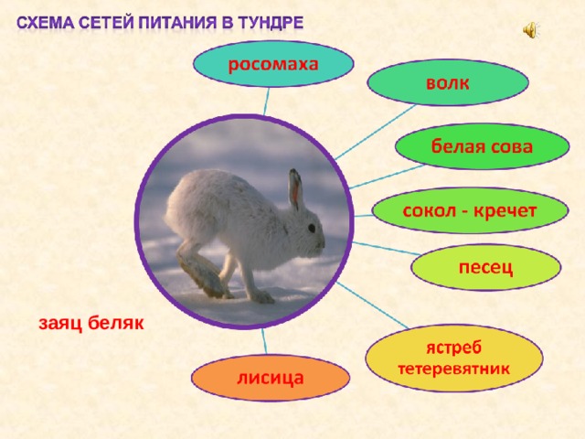 Рассмотрите рисунок на котором изображены зайцы беляки в разные времена года какое общее свойство