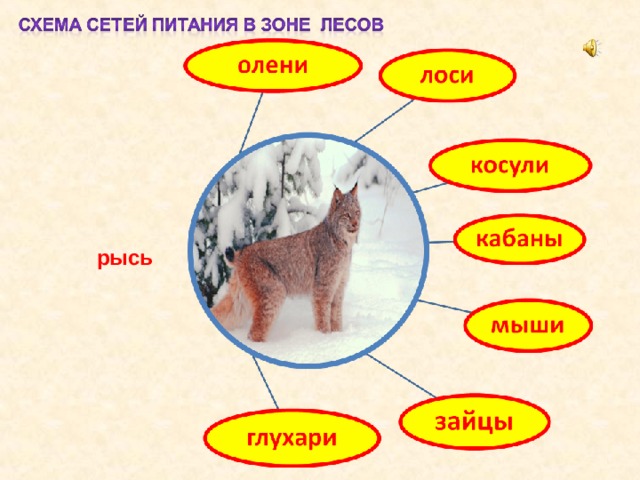 Круговорот жизни 3 класс окружающий мир презентация