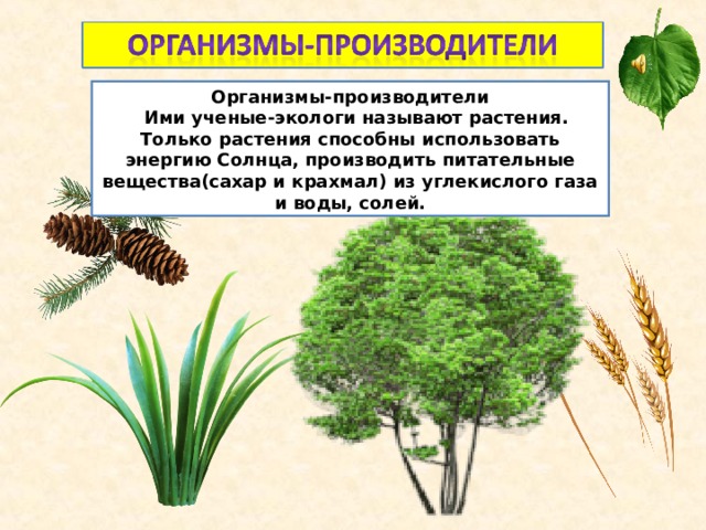 Растения в природных сообществах производят органическое вещество. Организмы производители.