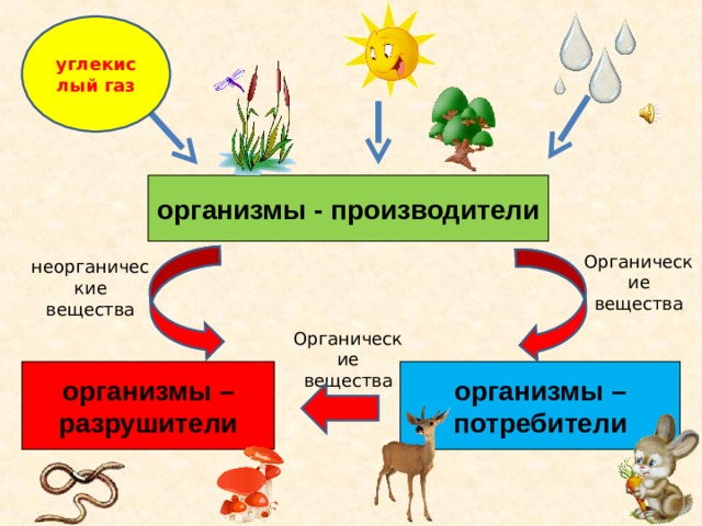 Круговорот в природе окружающий мир