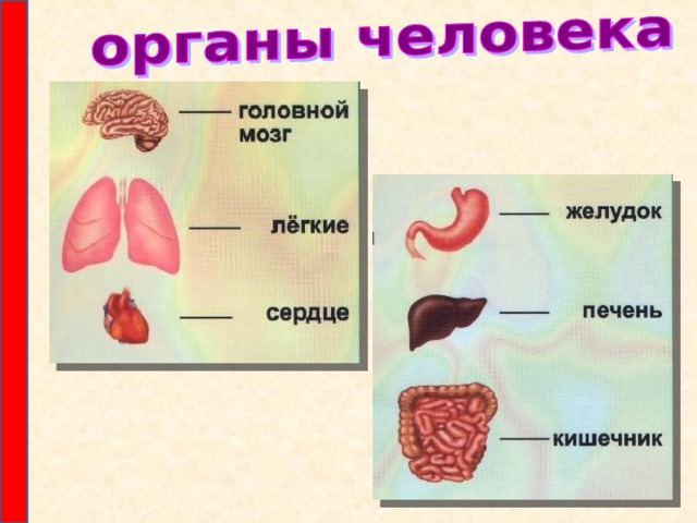 Презентация тело человека 2 младшая