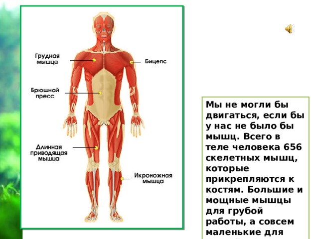 Опора тела и движение презентация 3