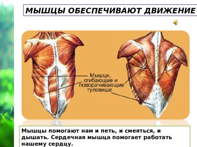 Мышцы обеспечивают