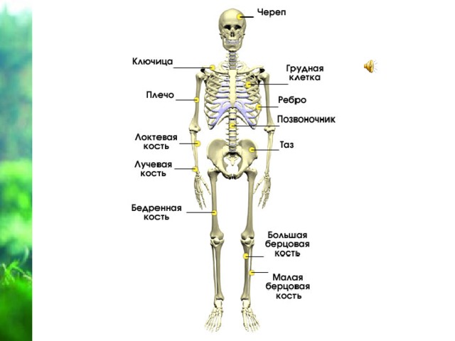 3 класс презентация опора тела и движение