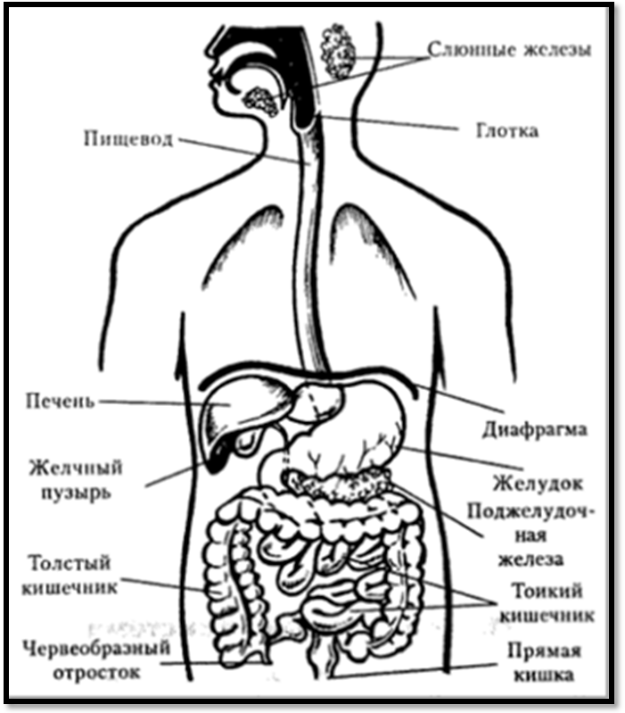 Рисунок система органов. Пищеварительная система человека схема. Внутренние органы человека пищеварительная система. Строение внутренних органов пищеварения. Строение дыхательной и пищеварительной системы человека схема.